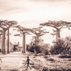 Photographie de Madagascar. Allée des grands boobabs à Morondava.