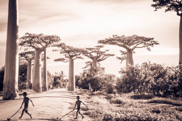Photographie de Madagascar. Allée des grands boobabs à Morondava.