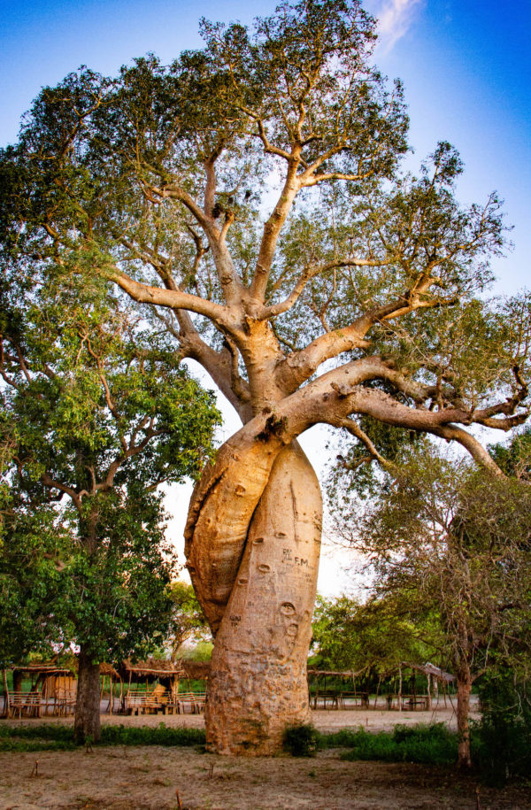 Photographie de Madagascar. Allée des grands boobabs à Morondava. Les baobabs amoureux.