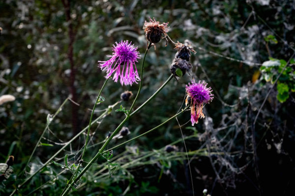 Photographie de bleuets sauvages, le matin d'octobre.