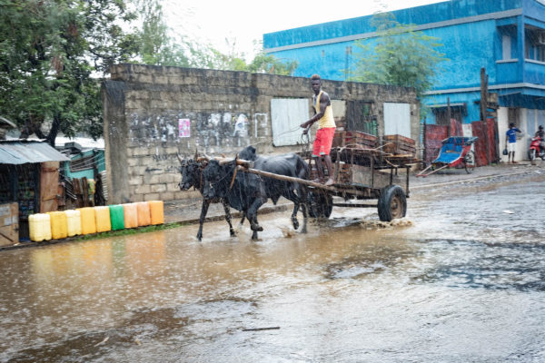 Photographie de Diego-Suarez, pluie tropicale, attelage de zébus