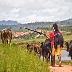 Photographie de Madagascar. Berger de zébus, avec un parapluie. Village d'Ivohamba.
