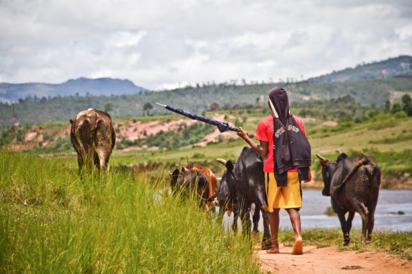 Photographie de Madagascar. Berger de zébus, avec un parapluie. Village d'Ivohamba.