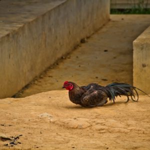 Photographie de Madagascar. Un coq dans le village d'Ivohamba.