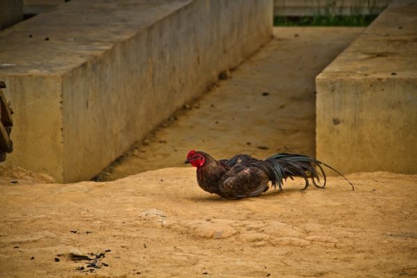 Photographie de Madagascar. Un coq dans le village d'Ivohamba.