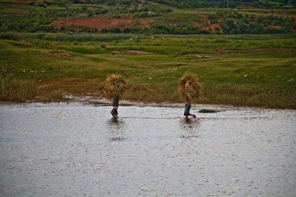 Photographie de Madagascar. En bord de rivière, paysans chargés d'herbe pour le zébu.