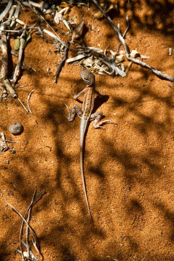 Photographie de Madagascar. Lézard à Mangily Tulear.