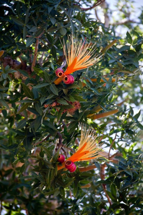 Photographie de Madagascar. Tulear, Mangily, fleurs de baobabs.