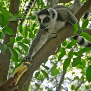 Photographie de Madagascar. Parc près d'Ambalavao. Lémurien auquel on tend une banane.