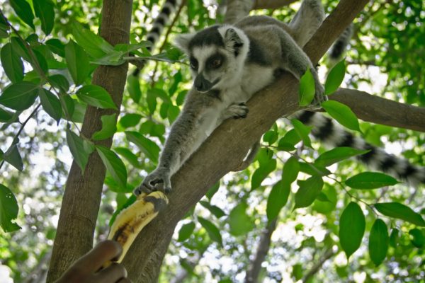 Photographie de Madagascar. Parc près d'Ambalavao. Lémurien auquel on tend une banane.