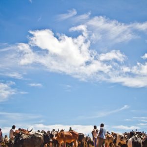 Photographie de Madagascar. Marche de zébus d'Ambalavao, zébus, humains et ciel bleu.