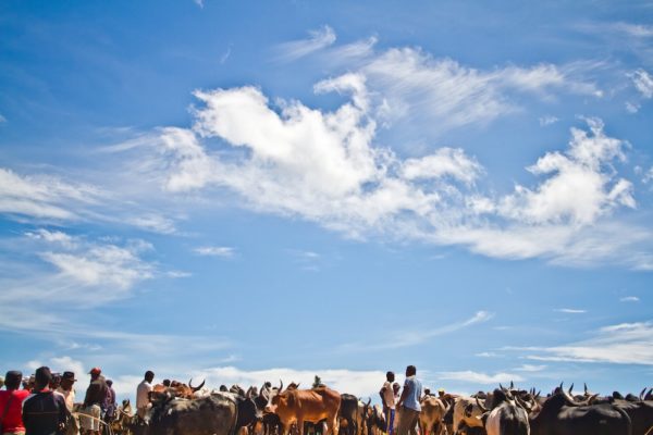 Photographie de Madagascar. Marche de zébus d'Ambalavao, zébus, humains et ciel bleu.