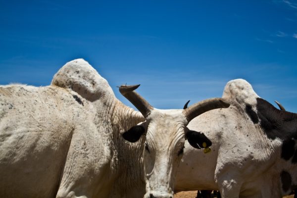 Photographie de Madagascar.. Marché de zébus d'Ambalavao. Zébus sur fond de ciel bleu.