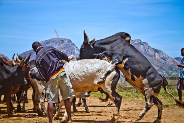 Photographie de Madagascar. Marché de zébus d'Ambalavao. Zébu en saillie, ou rut.