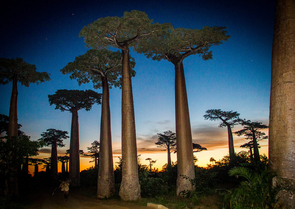 Photographie de Madagascar. Allée des grands boobabs à Morondava. De nuit, au flash.