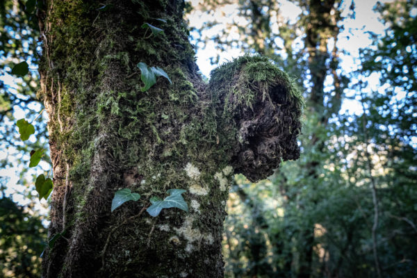 Loupe de merisier à Dannemarie Sur Crête, dans le Doubs. Excroissance du bois.