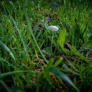 un champignon grêle luisant au milieu des herbes