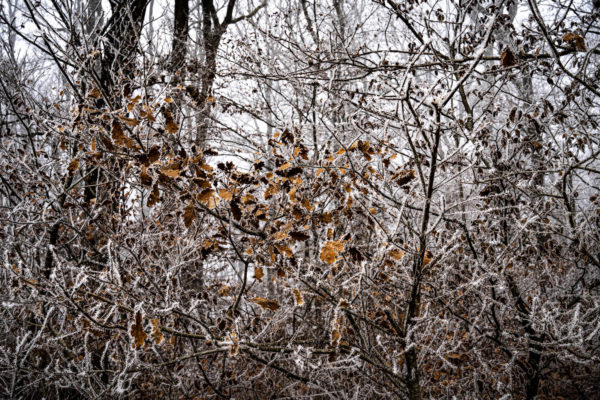 sous-bois d'hiver, entrelacs de branchages en lisière de forêt et givre.